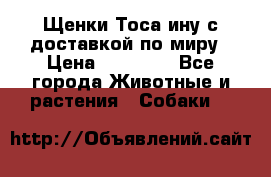 Щенки Тоса-ину с доставкой по миру › Цена ­ 68 000 - Все города Животные и растения » Собаки   